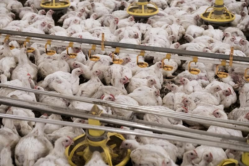 Ternyata, ayam broiler mengalami rekayasa genetik untuk mendapatkan ras terbaik. (Flickr/

Oikeutta eläimille)