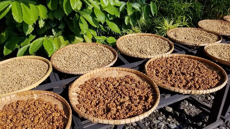 Kotoran luwak yang dijemur dan dibersihkan untuk kemudian diolah jadi kopi luwak. (Flickr/

Dan Nevill)