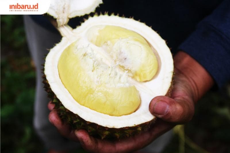Sedang Musim, Ini Daerah Penghasil Durian Terenak di Jateng