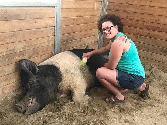 Pengunjung juga bisa berinteraksi dengan hewan lain seperti babi. (via Tripadvisor)