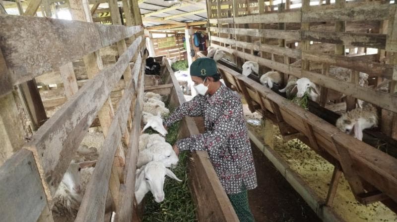 Bandit Farm 033, Peternakan Unik yang Dikelola Mantan Napi