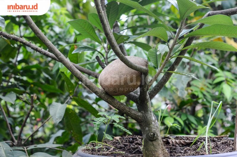 Tanaman mamey sapote yang dibudidayakan di pekarangan dalam media pot. (Inibaru.id/ Kharisma Ghana Tawakal)
