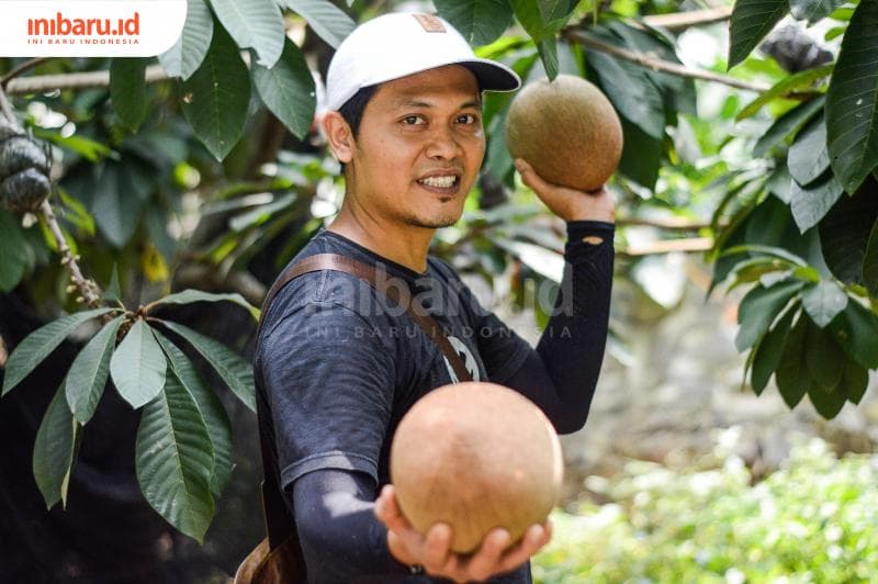 Nanad dengan beberapa buah mamey sapote yang baru saja diunduhnya.&nbsp;(Inibaru.id/ Kharisma Ghana Tawakal)