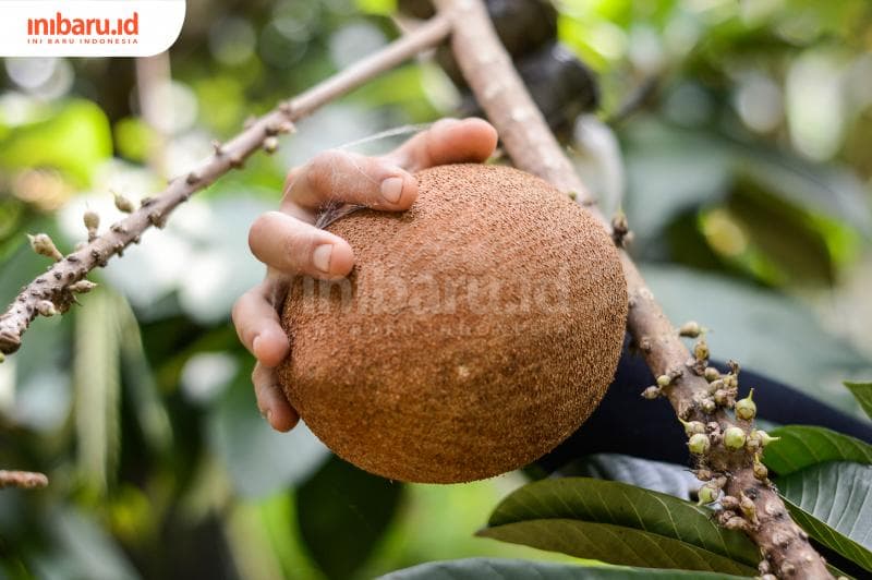 Kans Bisnis Mamey Sapote, si Manis nan Eksotis dari Meksiko