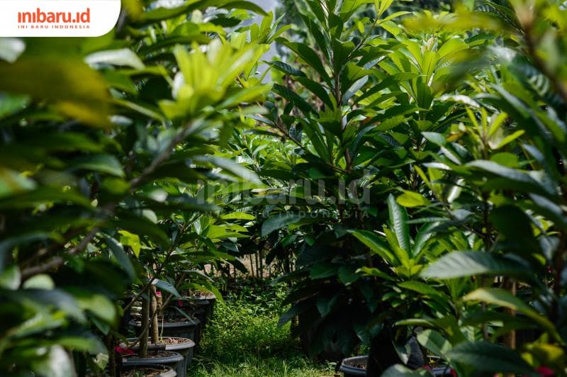 Beragam jenis bibit mamey sapote yang dibudidayakan di Jatimas Nursey, Mijen, Semarang.&nbsp;(Inibaru.id/ Kharisma Ghana Tawakal)