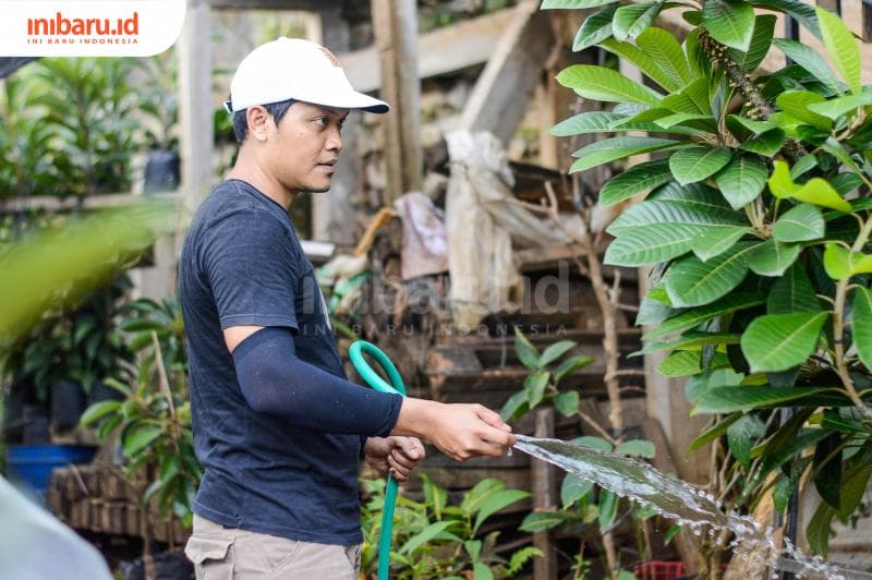 Menyiram bibit mamey sapote dua kali sehari diperlukan agar tanaman tumbuh dengan baik. (Inibaru.id/ Kharisma Ghana Tawakal)