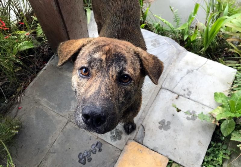 Anjing, hewan sahabat manusia, jadi umpatan "anjing" atau "asu" yang kasar di Indonesia. (Twitter.com/Indounik)