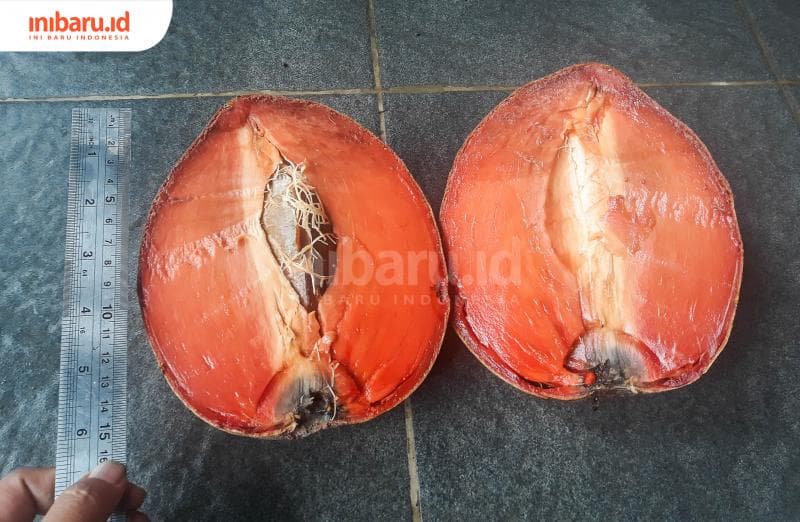 Buah mamey sapote varietas sanur sepanjang 15 sentimeter. (Inibaru.id/ Kharisma Ghana Tawakal)