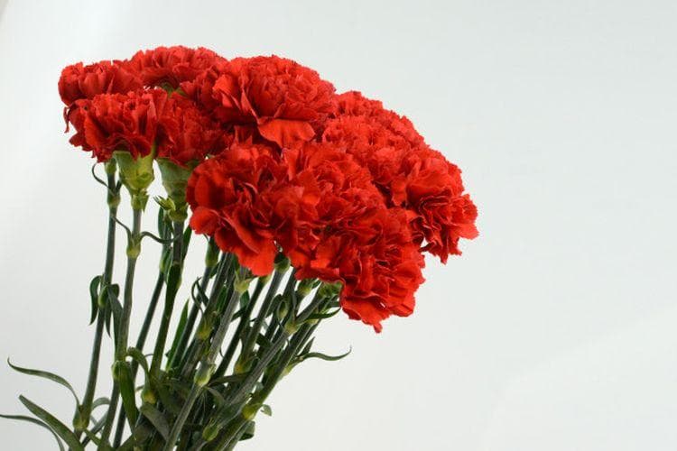 Konon, Diana menumpahkan kesialannya sehingga mencabut mata penggembala yang nggak bersalah sehingga muncullah bunga ini. (Freepik/AREZFR33FIK)