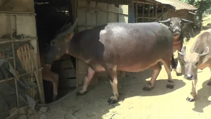 Menengok 'Hotel Kerbau' di Jepara yang Unik