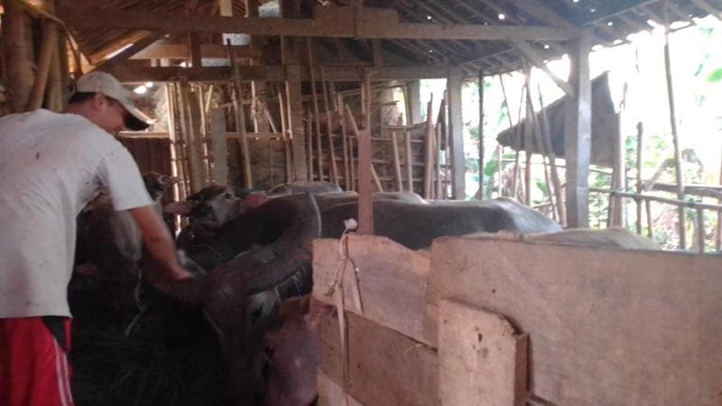Peternak merawat kerbau di Hotel Kerbau. (Medcom/Rhobi Shani)