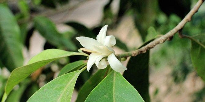 Tanaman Bunga 'Sakral' di Masjid Gedhe Kauman: Sawo, Kantil, dan Tanjung