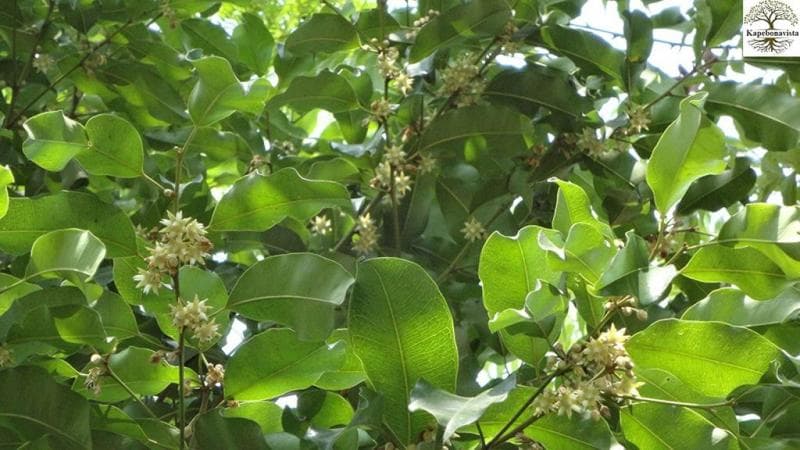 Pohon tanjung menjadi satu dari tiga pohon yang umum ditemukan di pelataran&nbsp;Masjid Gedhe Kauman Yogyakarta. (Wanaswara)
