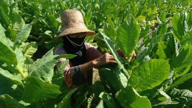 Temanggung dikenal dengan perkebunan tembakaunya. (Antara/Saiful Bahri via Viva)