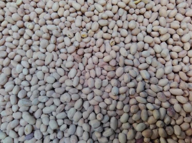 Usai Oseng Mercon dan Kacang Atom, Kini Juga Ada Kacang Listrik!