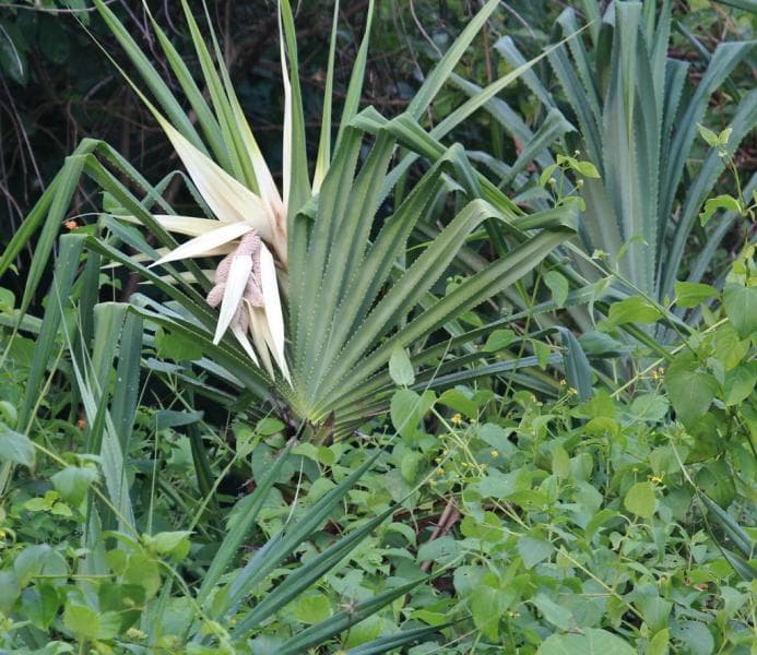 Bunga pandan. (Flickr)