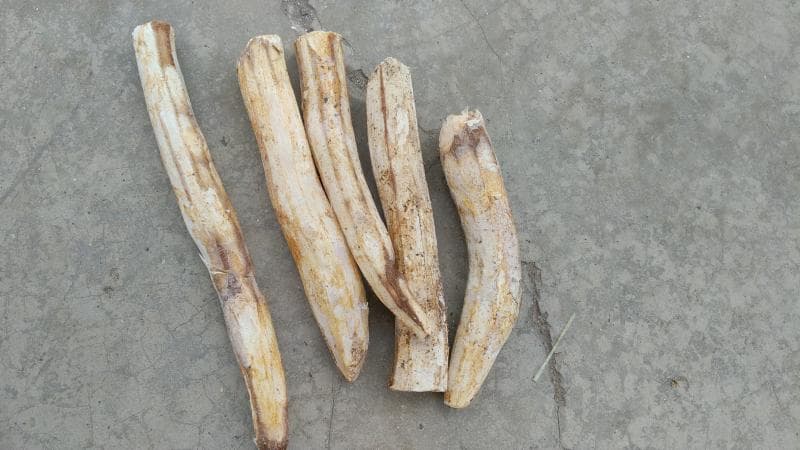 Gaplek, singkong yang dijemur beberapa hari hingga kadar airnya hilang. (Agromaret)