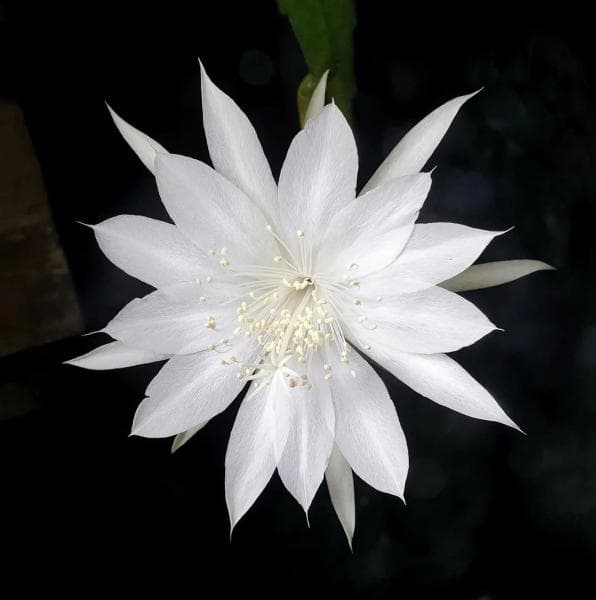 Bila mekar aroma wangi semerbak.&nbsp; (Instagram/Lina Widjaja)