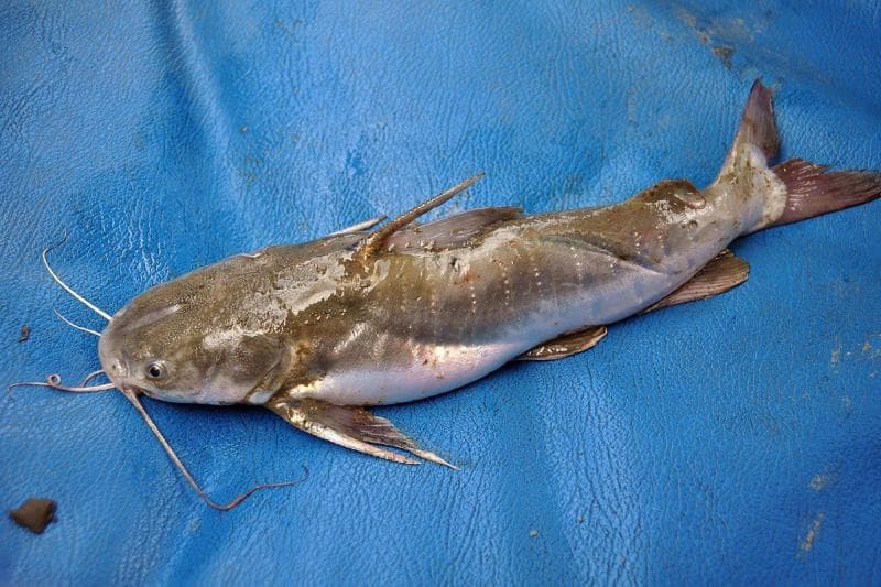 Ikan manyung atau jambal roti termasuk bangsa ikan berkumis atau <i>Siluriformes.</i> (Wikimedia)