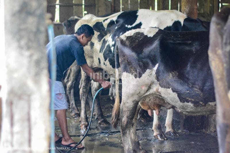 Kentut sapi memiliki gas metana yang buruk bagi alam. (Inibaru.id/Kharisma Ghana Tawakal)