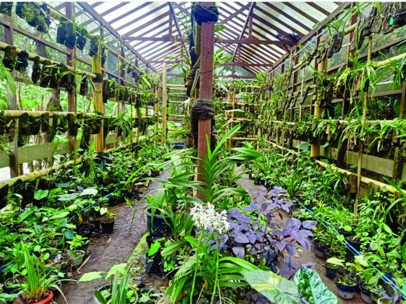 Halaman Musimin yang menjadi 'rumah' bagi anggrek yang terancam punah. (Anggrekmerapi)