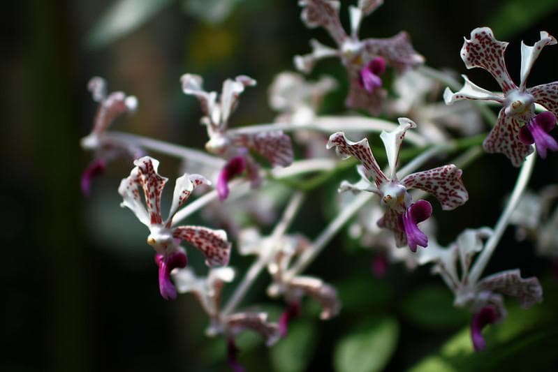Musimin, Pelestari Anggrek Hutan Gunung Merapi Pasca-Erupsi
