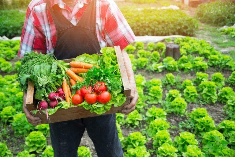 Banyak konsumsi makanan organik. (istockphoto)