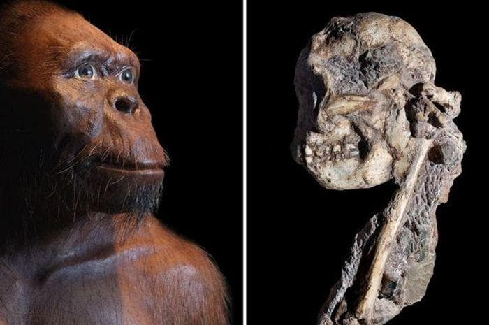 Ilustrasi Wong Kalang, manusia yang ahli perkayuan dan banyak bidang. (Intisari Grid)