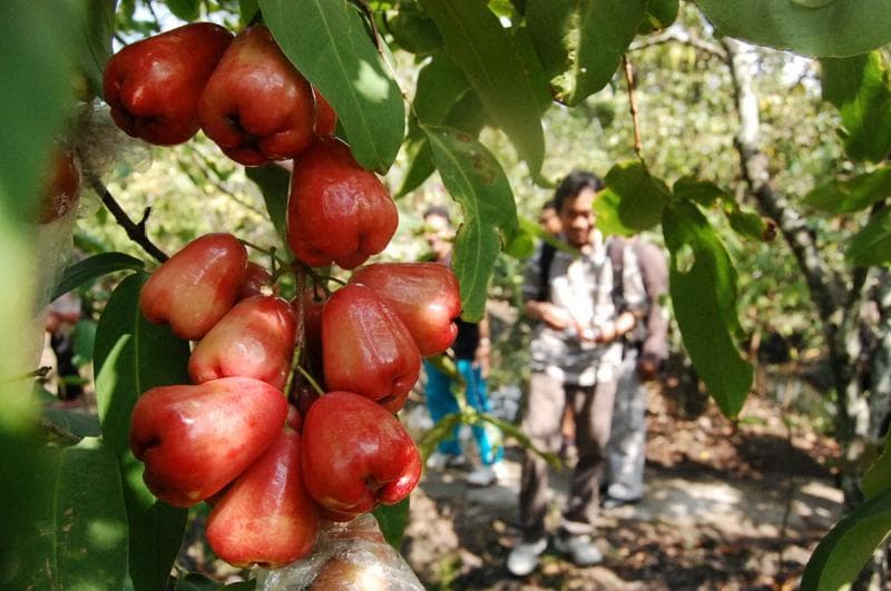 Jambu air Demak kini jadi primadona petani di Kota Wali. (Jatengdaily.com/Rie)