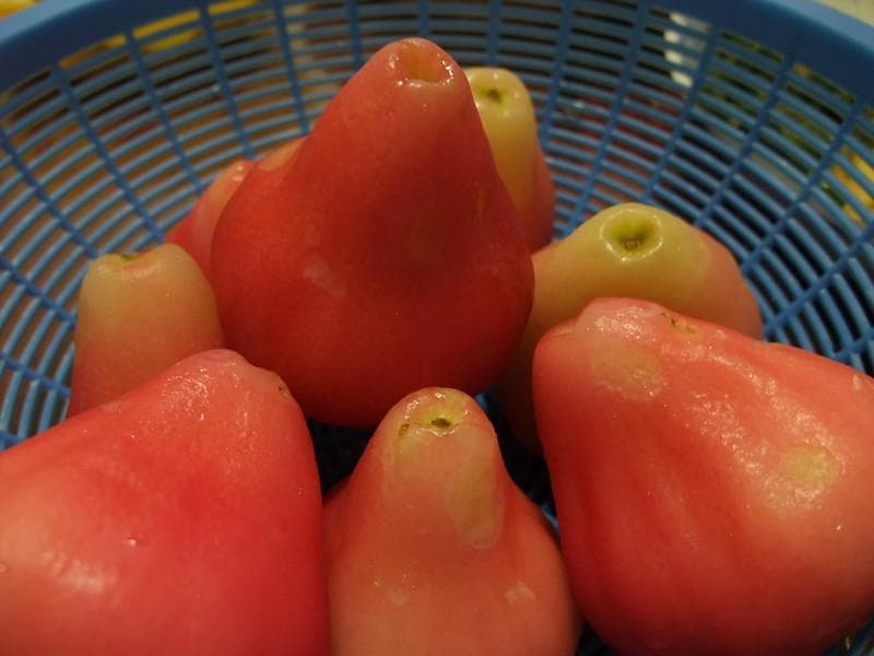 Harga jambu air demak masih fluktuatif, tapi cukup menguntungkan bagi para petani. (Flickr/

Yun Huang Yong)