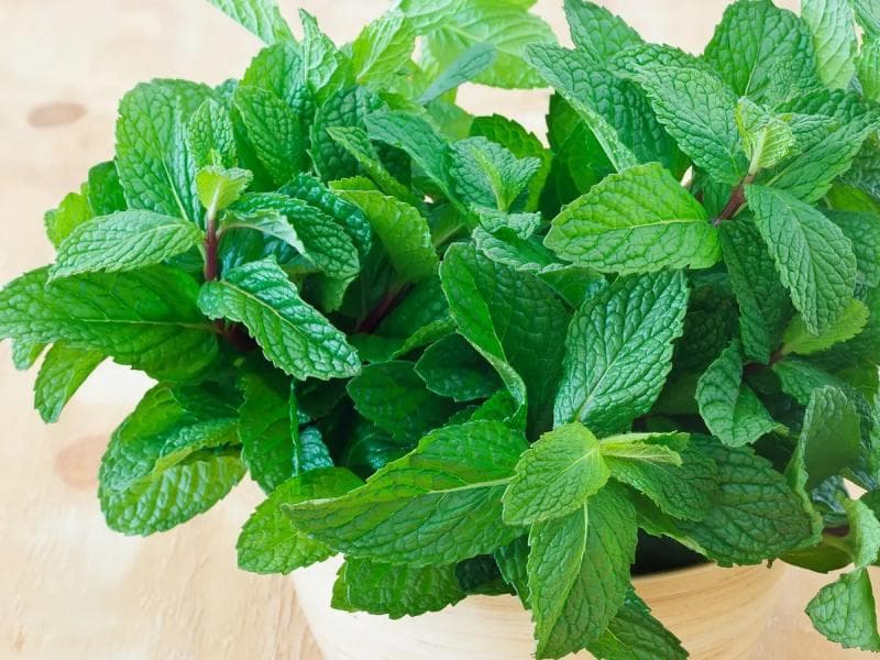 Daun mint mengandung senyawa mentol yang kuat sehingga bisa mengiritasi rongga hidung tikus. (Sutterstock/Luliia Timofeeva)