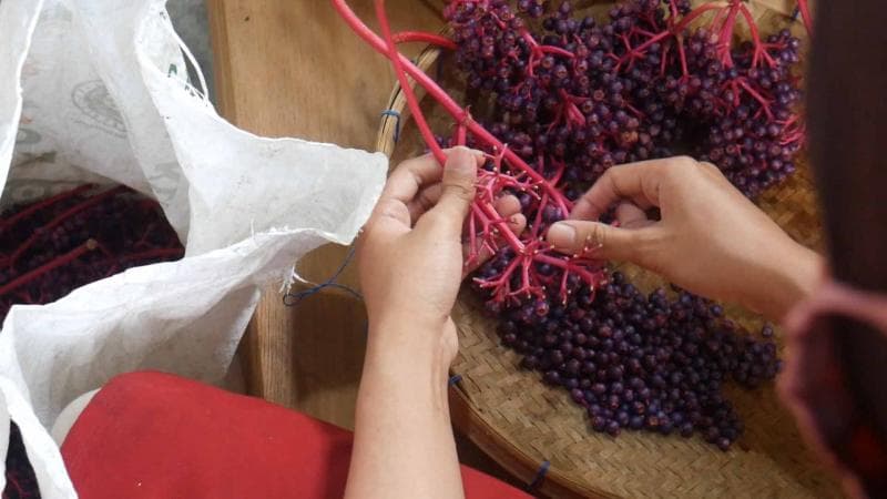 Buah parijoto banyak diburu ibu hamil. (Betanews)