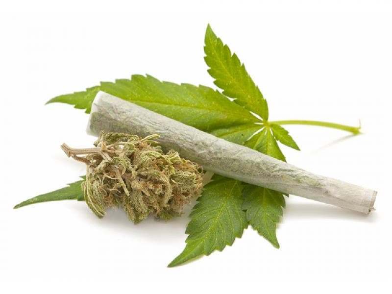 Ganja memiliki efek samping yaitu memicu ketergantungan pada penggunanya. (Medcom.id/ Syahmaidar)