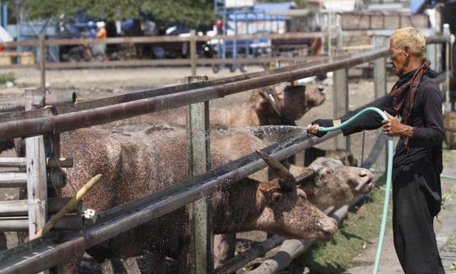 Pihak keraton langsung meminta bantuan dokter hewan dan Dispertan setempat. (Solopos/JIBI/Septian Adi Mahendra)