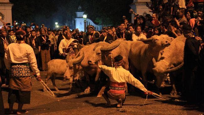 Kebo bule dianggap sebagai pusaka penting Keraton Kasunanan Surakarta. (Cnn/Antara Foto/Maulana Surya)