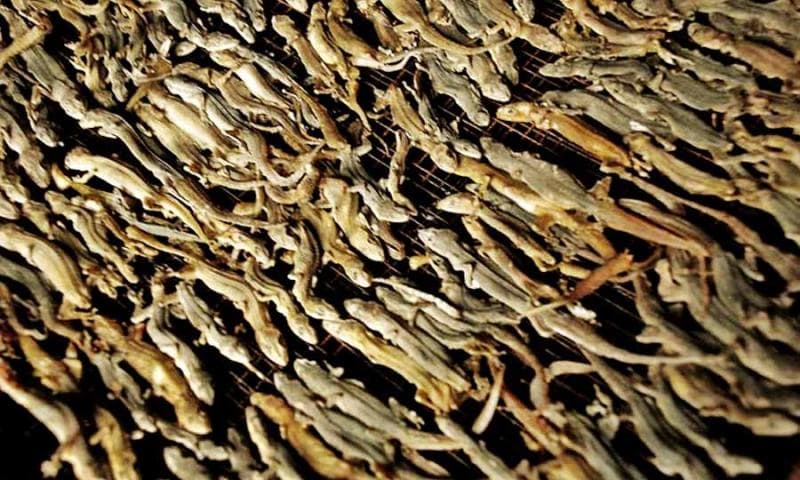 Cecak kering sering dijadikan obat di Tiongkok dan negara lain. (Eastjavatraveler)