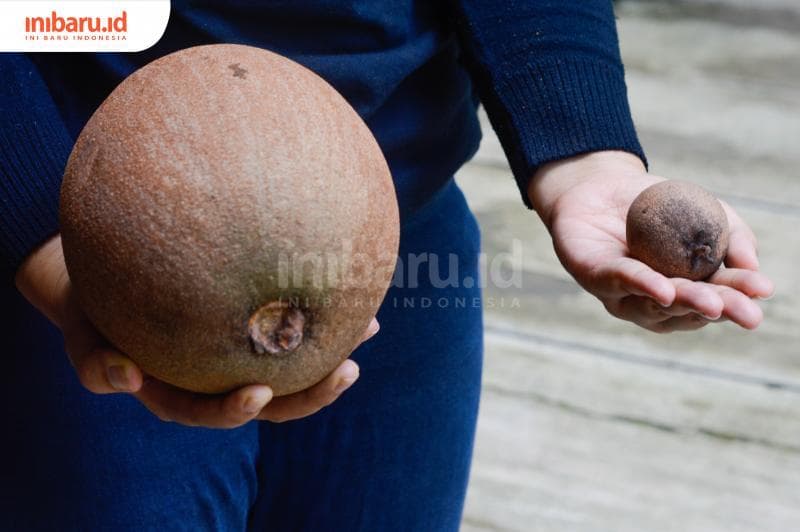Ilustrasi: Mamey sapote memiliki rasa yang berbeda dengan sawo pada umumnya. Rasa dan teksturnya lebih mirip kombinasi antara umbi-umbian, sawo, dan pepaya. (Inibaru.id/Kharisma Ghana Tawakal)