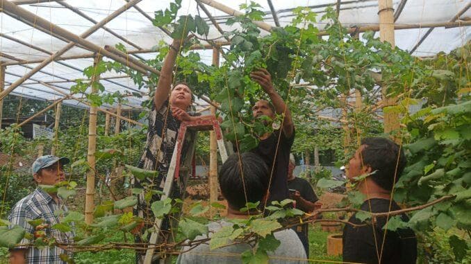 Gunakan Pupuk dari Limbah Rumah Tangga, Mbah Soka Sukses Budi Daya Anggur