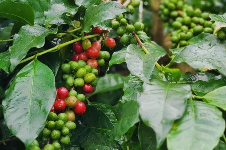 Pada abad ke-18, Kopi Jawa asal Cianjur yang dipasarkan oleh VOC bikin orang-orang Eropa Kecanduan. (Instagram/Tanameracoffee)&nbsp;