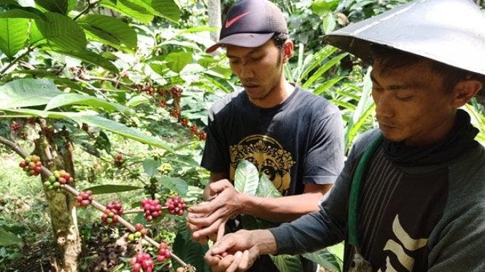 Kopi Petungkriyono dikenal berkualitas tinggi. (Tribun Jateng)