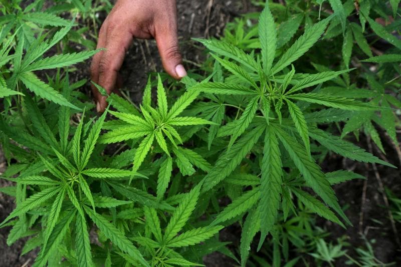 Meniti Jalan Menuju Legalisasi Ganja Medis di Tanah Rencong