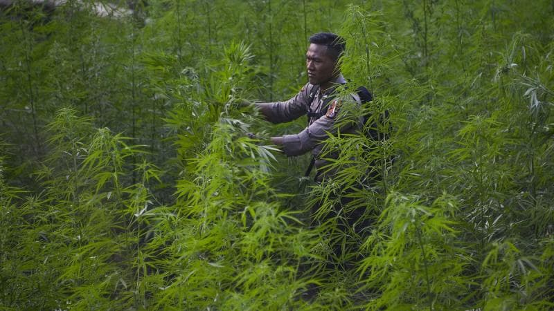 Temuan ladang ganja berusia sekitar 1-3 bulan di&nbsp;kawasan hutan Montasik, Aceh Besar, Aceh, 2019 lalu. (Liputan6/AFP/Chaideer Mahyuddin)