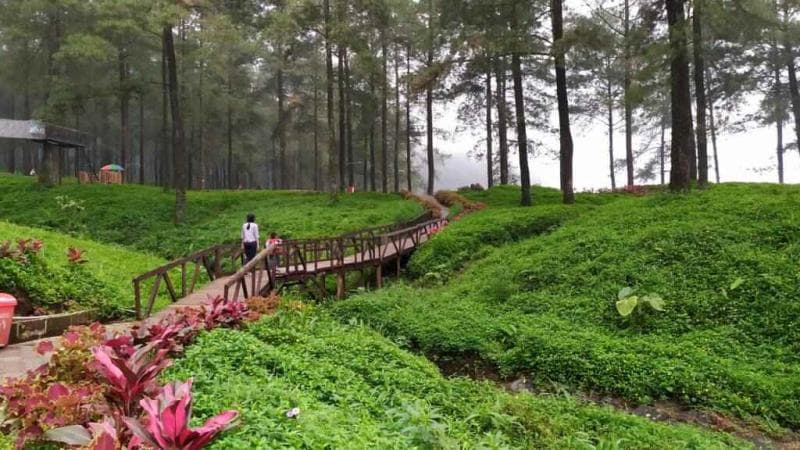 Asrinya Hutan Pinus Limpakuwus. (Gmap/Syarah Cahyaningrum)