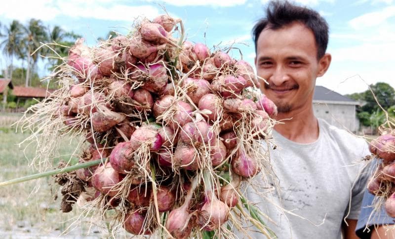 Bawang merah menjadi salah satu komoditas yang memberikan andil pada deflasi harga bahan makanan bulan Agustus 2022. (MI/Amiruddin Abdullah Reubee)