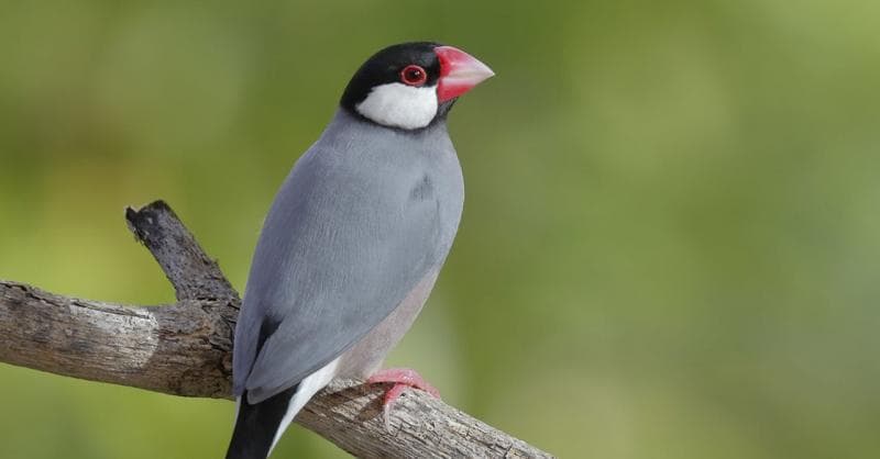 Persawahan Semakin Sepi, Kicau Gelatik Jawa Nggak Ada Lagi