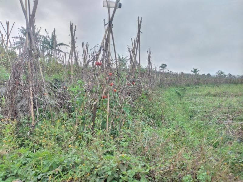 Petani di Kabupaten Semarang enggan penen tomat karena harganya anjlok. (MI/Akhmad Safuan)