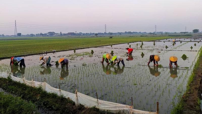 Bertani sudah dilakukan oleh nenek moyang kita sejak dulu, terutama menanam padi. (Instagram/Bambang Sudomo)