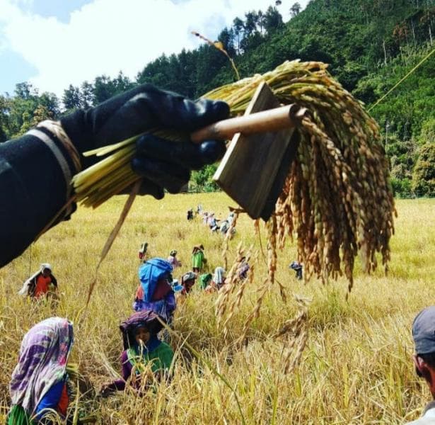 Seorang petani memanen padinya menggunakan ani-ani (Facebook/Khas Enrekan)