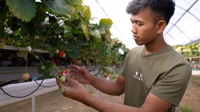 Suardika saat memetik buah di perkebunan Clock House Inggris. (BBC/Endang Nurdin)