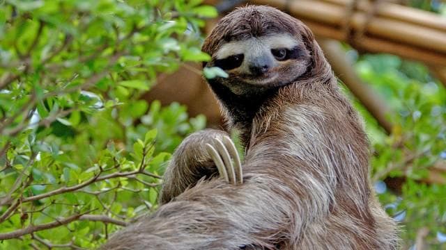 Kemageran Kungkang yang Absolut untuk Mode 'Hemat Energi'